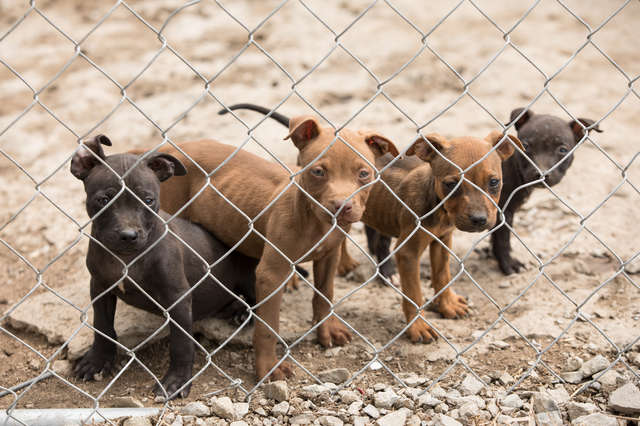 В Канзасе спасли 45 собак, в том числе щенков, которых заставляли драться до смерти