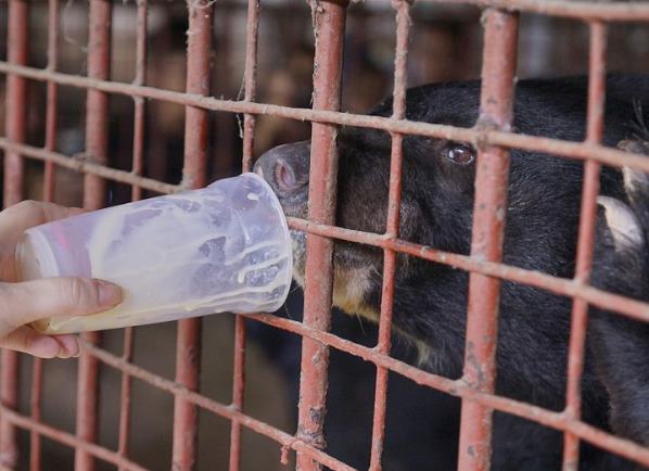 Во Вьетнаме спасли 5 гималайских медведей, которых держали на ужасных фермах по сбору желчи