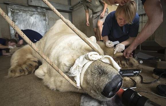Впечатляющие снимки как ветеринары осматривают огромного белого медведя, заболевшего аллергией