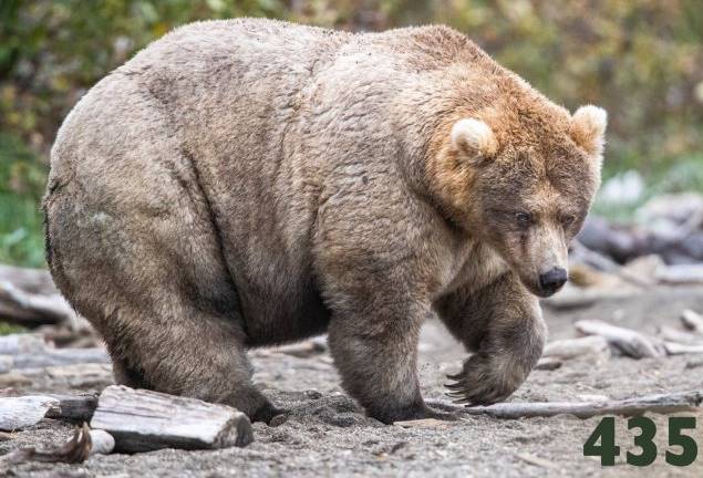 На Аляске выбрали самого жирного медведя