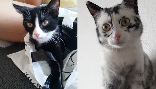 Из черной в белую: Удивительное превращение кошки с редкой аномалией