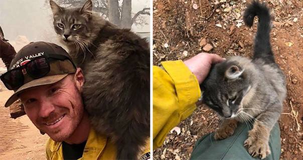 При тушении пожаров в Калифорнии пожарный спас невероятно ласкового кота