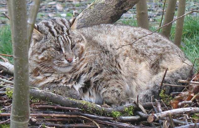 В Приморье выходили дикого лесного кота, подкинутого браконьерами