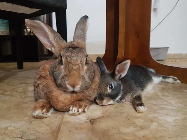 Крошечный кролик влюбился в огромную крольчиху