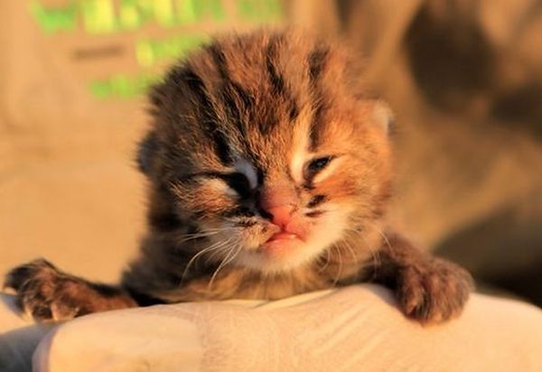 Детеныша самой маленькой кошки в мире нашли в сахарном тростнике