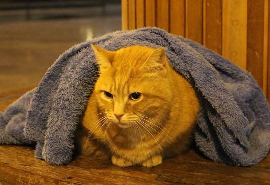 Турецкий дантист помогает уличным животным, накрывая их одеялом от холода