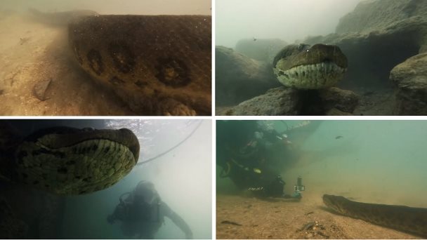 В бразильской реке дайвер познакомился с гигантской змеей-анакондой