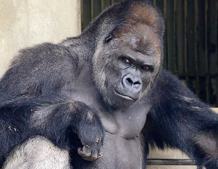 Шабани - самый фотогеничный самец гориллы в мире