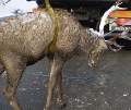 В Альпах спасателям пришлось вытаскивать из мерзлой воды оленя