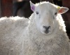 Сбежав из загона баран оплодотворил за 24 часа более тридцати овец