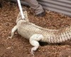 На американской крокодильей ферме живет редкий аллигатор-альбинос