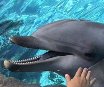 Дельфинам и китам надо дать права как у человека
