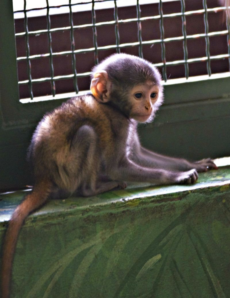 Купить маленькую домашнюю обезьянку недорого. Маленькие обезьянки. Домашние обезьяны. Домашние декоративные обезьянки. Обезьяна домашняя.